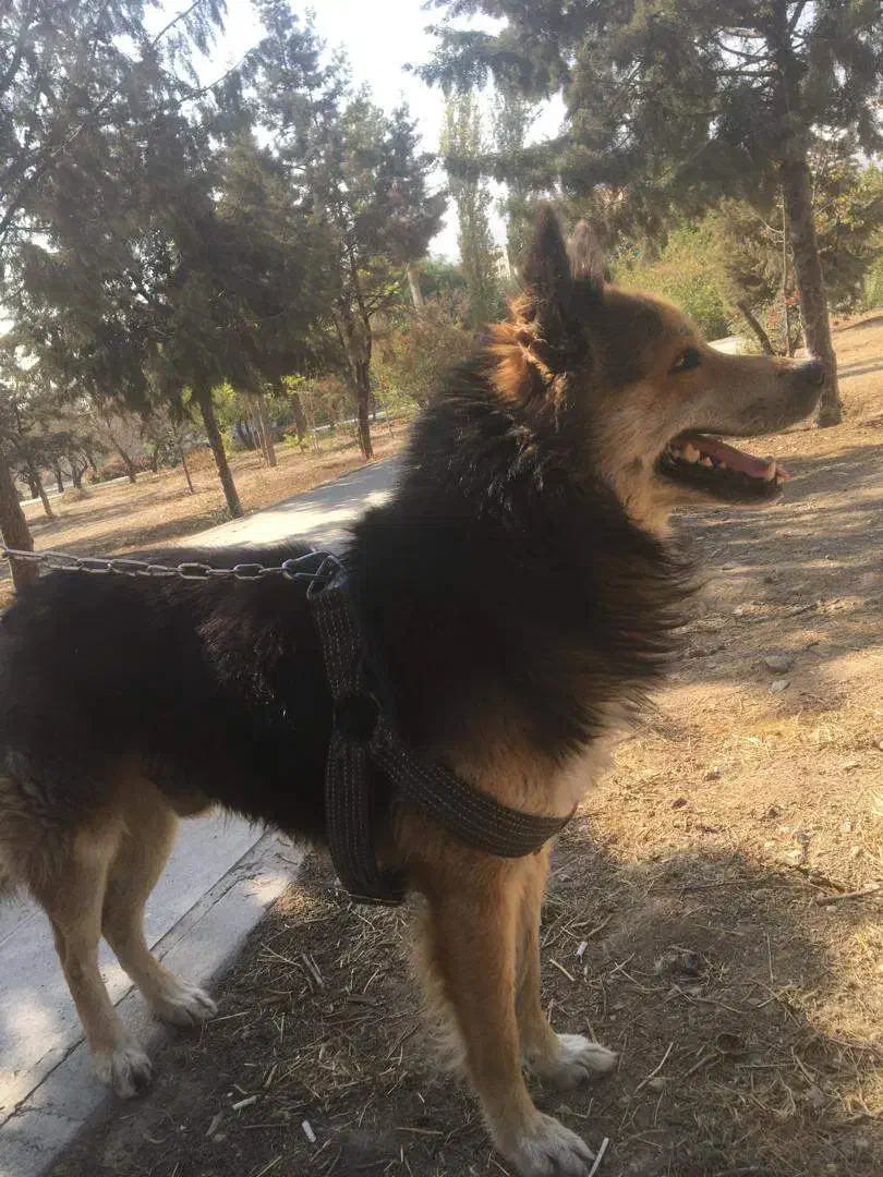 واگذاری (مشروط) رایگان ژرمن هاسکی نر|سگ|تهران, شهران شمالی|دیوار