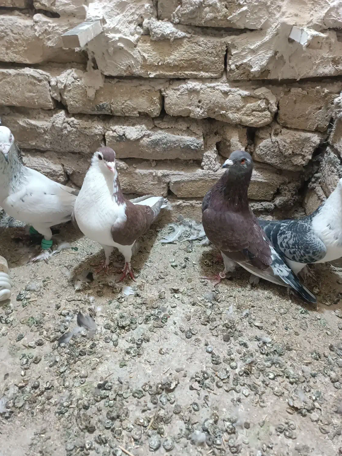 کبوتر|پرنده|مه ولات, |دیوار