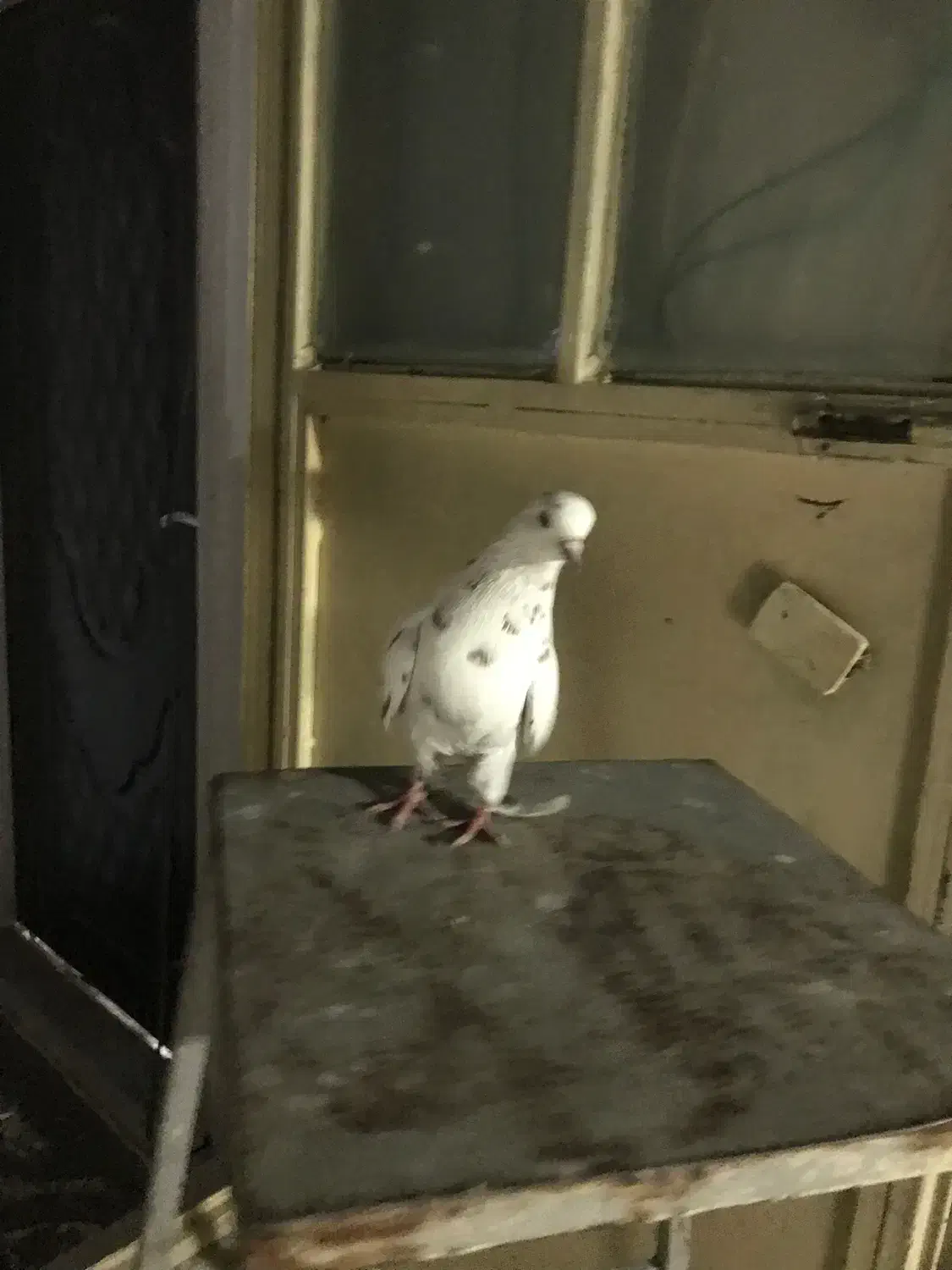 کفتر|پرنده|مشکیندشت, |دیوار