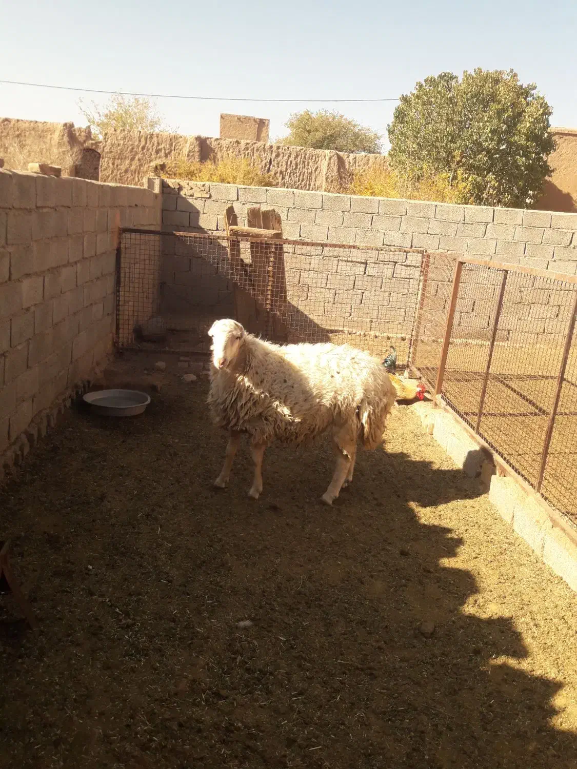 بره قوچ|حیوانات مزرعه|باشتین, |دیوار