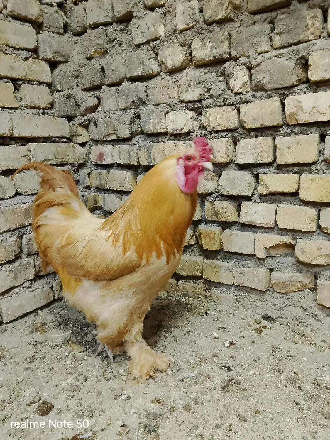 خروس برهما|حیوانات مزرعه|نطنز, |دیوار