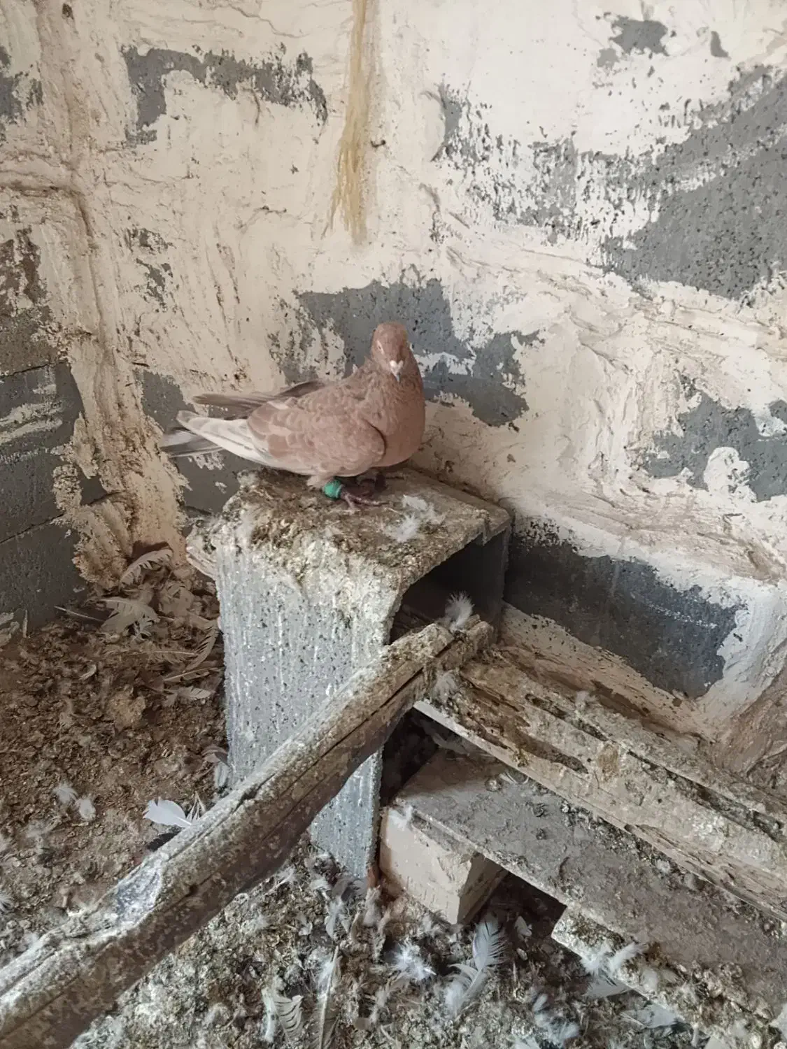 دو عدد نر تاپ|پرنده|کرخه, |دیوار