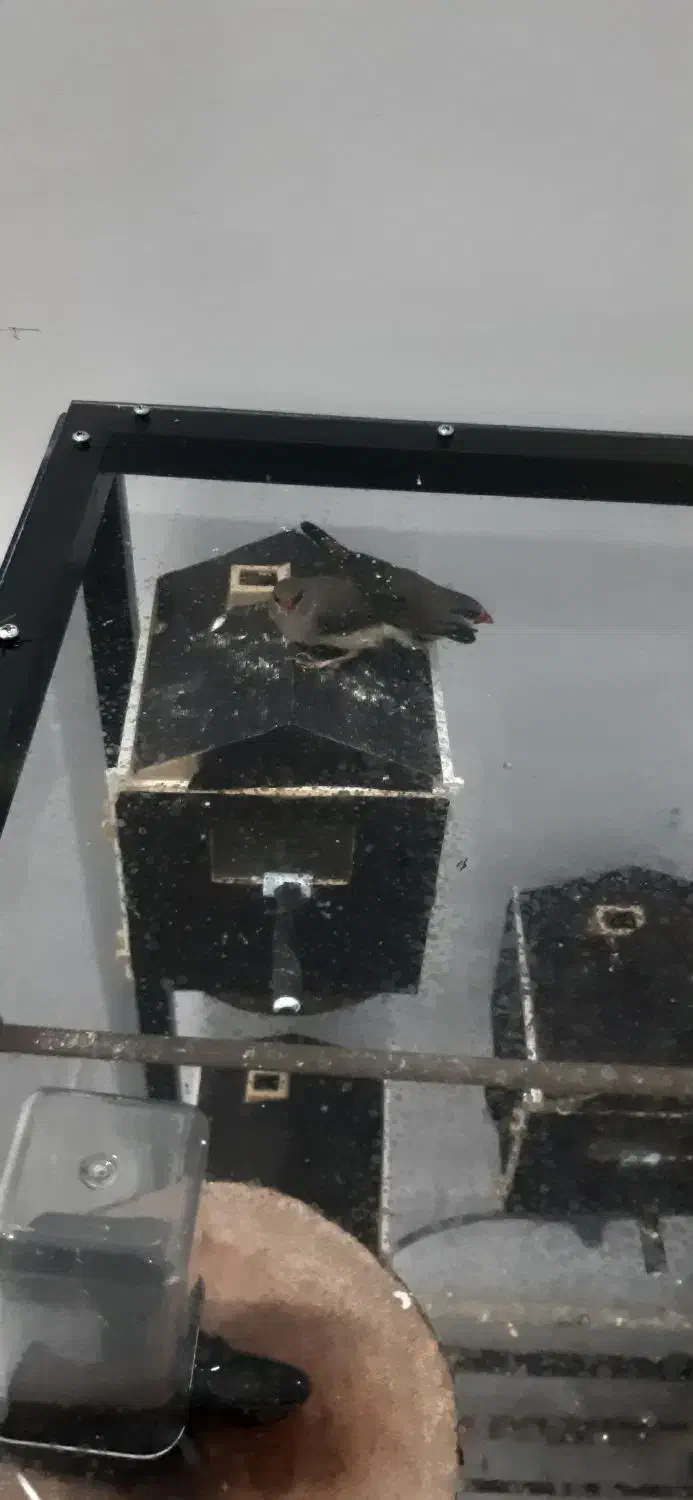 فنچ توت فرنگی|پرنده|اسلامشهر, شهرک جانبازان|دیوار