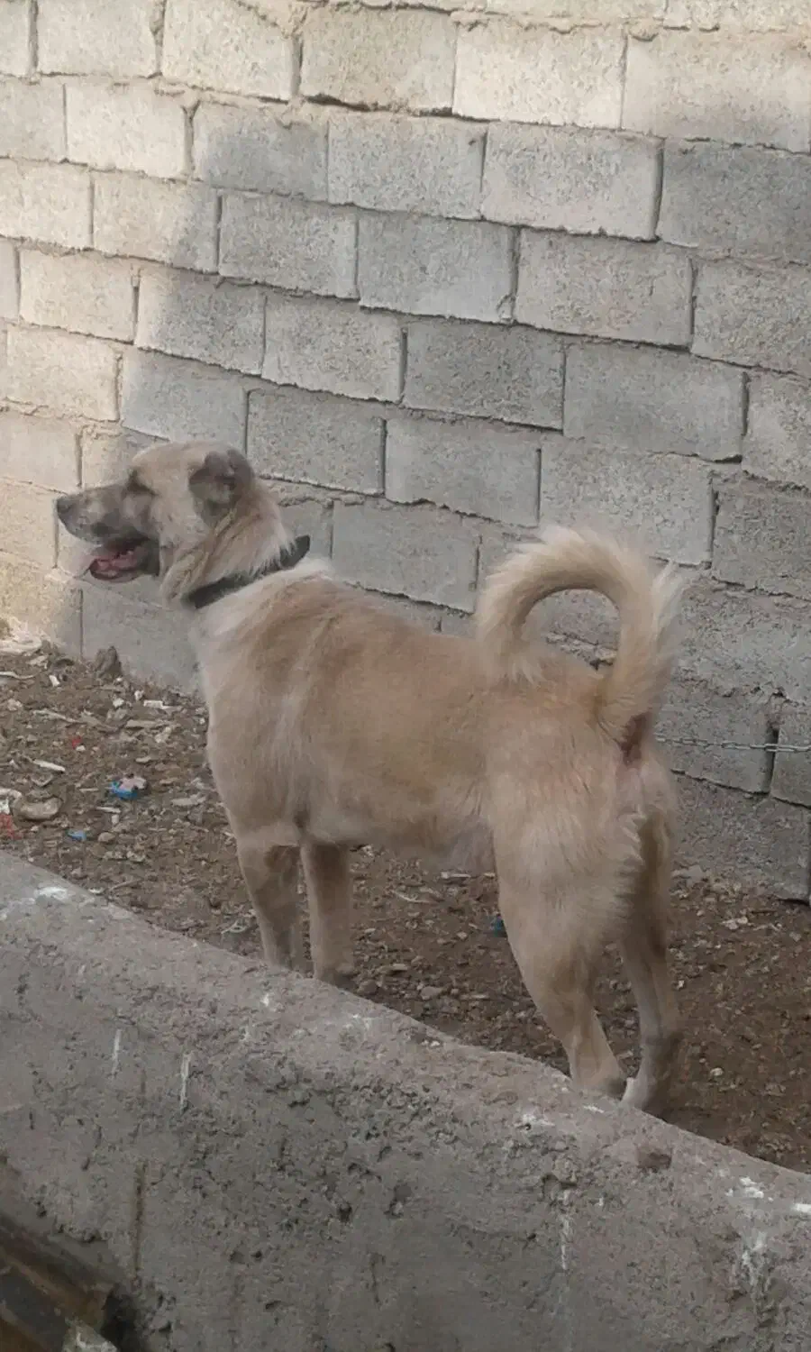 سگ گله|سگ|بوئین زهرا, |دیوار