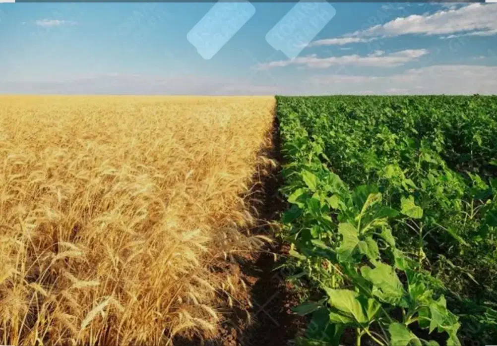 فروش زمین کشاورزی 40هکتار|فروش دفتر صنعتی، کشاورزی، تجاری|شوش, |دیوار