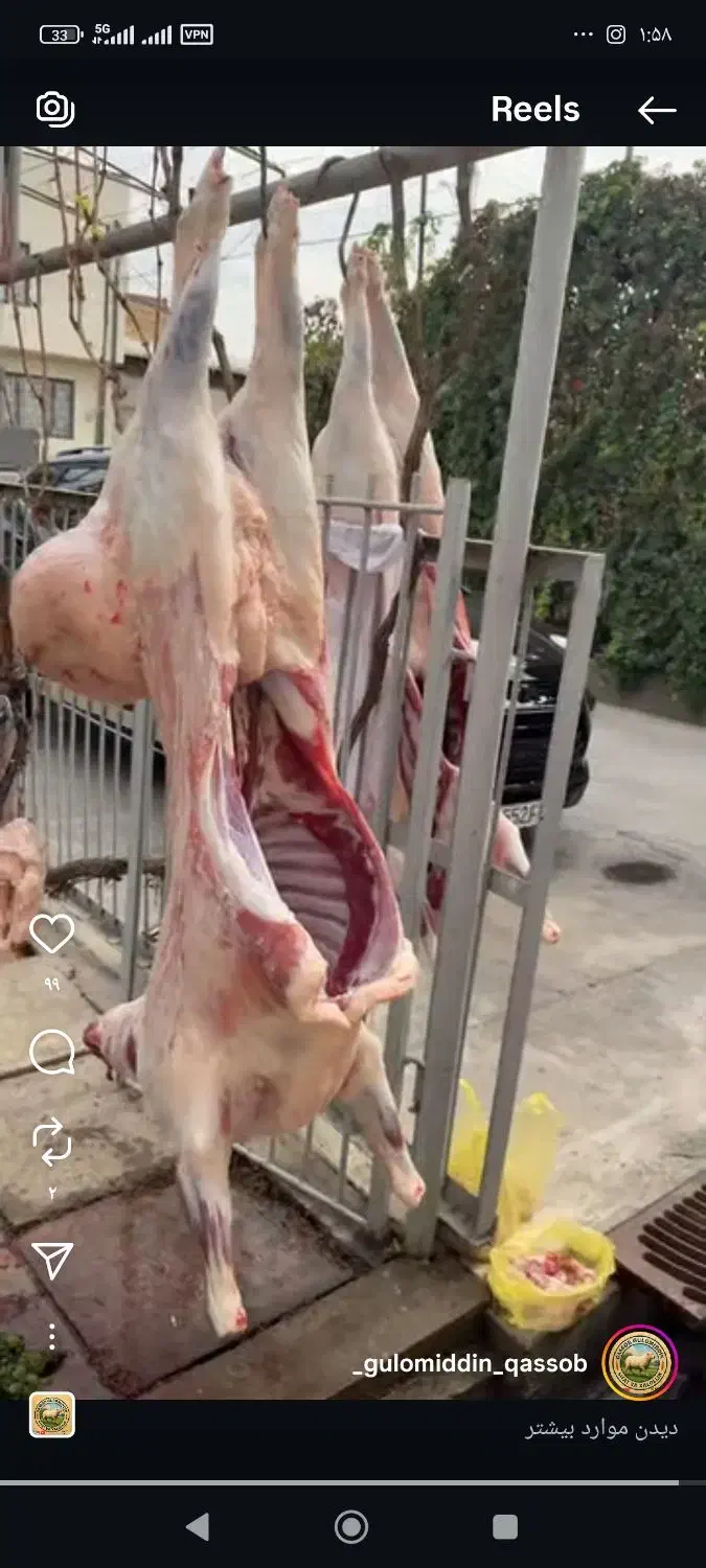 تنظیم بازار گوسفند بخرید قیمت بازار 20درصد ارزانتر|حیوانات مزرعه|مشهد, دانشجو|دیوار