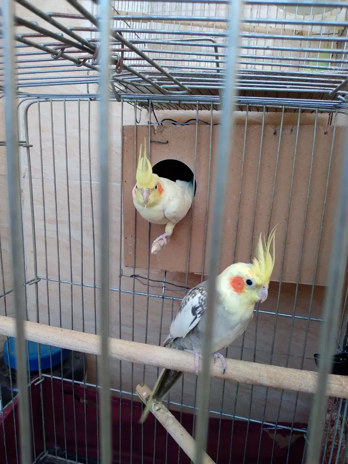 عروس هلندی|پرنده|رباطکریم, رباطکریم|دیوار