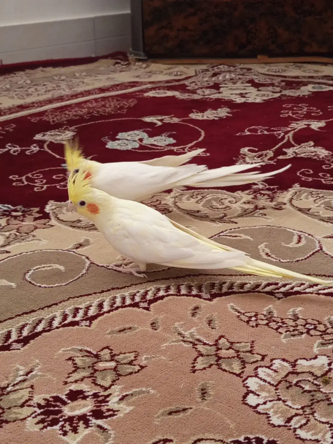 جفت عروس هلندی روی تخم لوتینو|پرنده|گناباد, |دیوار