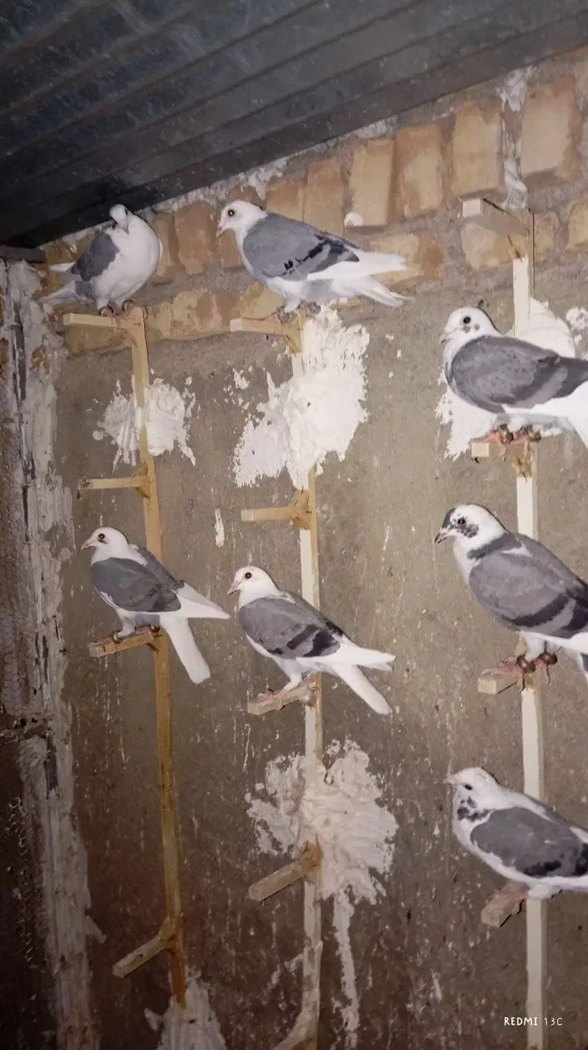 کبوتر کویتی گراف|پرنده|کاشمر, |دیوار