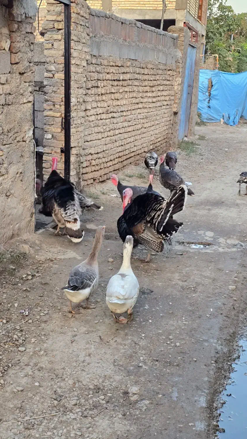 بوقلمون سنگین|حیوانات مزرعه|سرخنکلاته, |دیوار