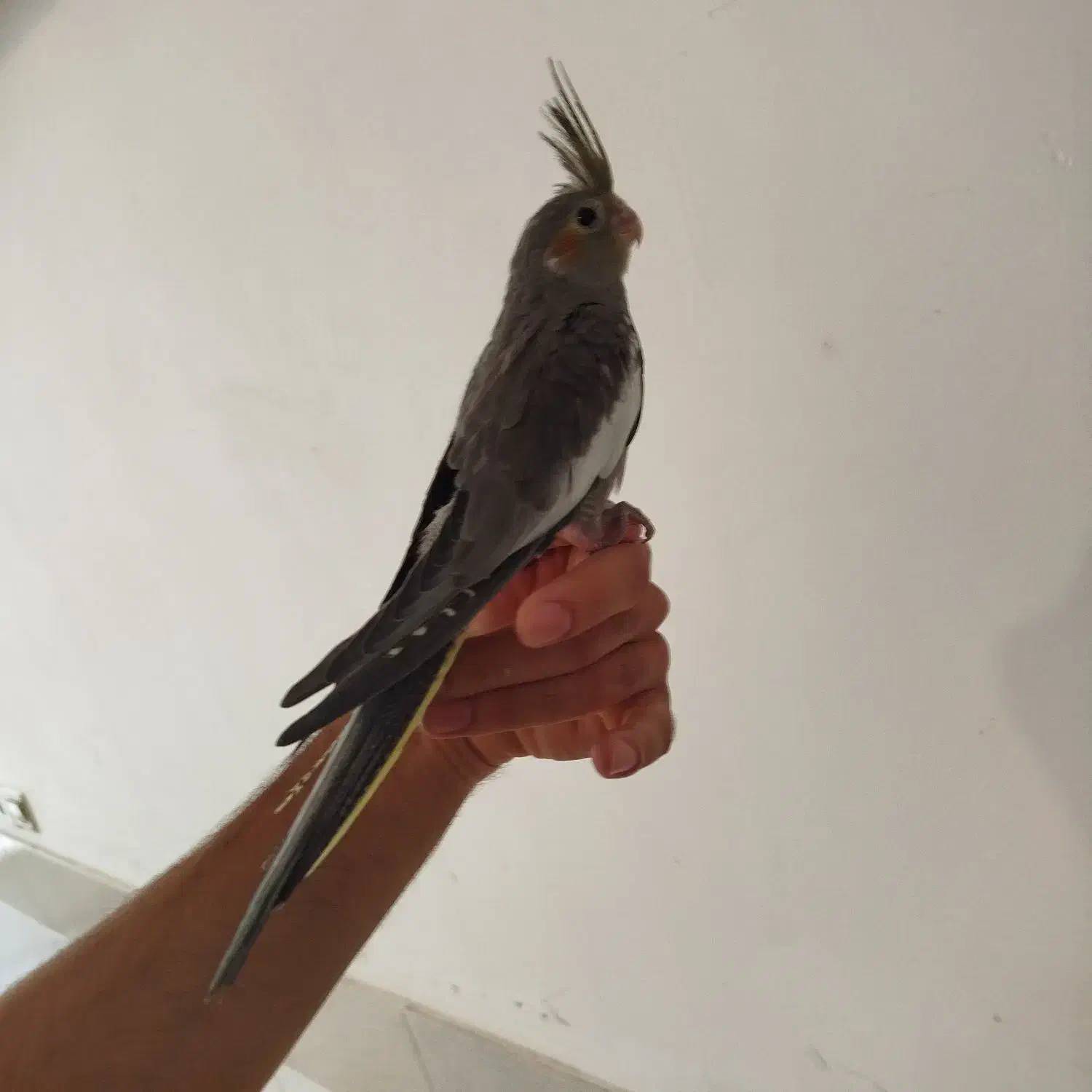 عروس هلندی البینو لوتینو سیامون دستی|پرنده|قم, قلعه کامکار|دیوار