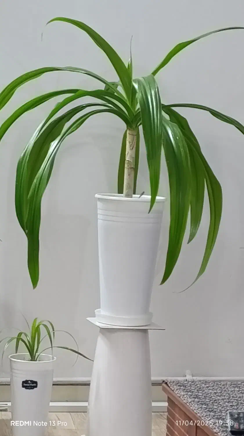 گل با گلدون|گل و گیاه طبیعی|هشتگرد, فاز ۲ مهستان|دیوار