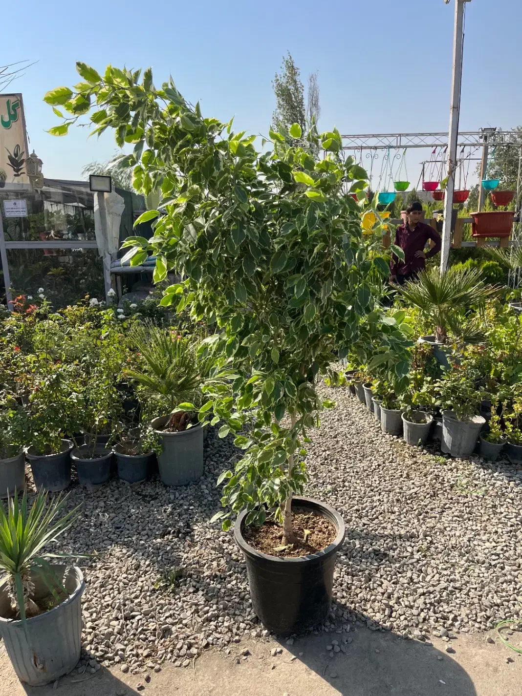 درختچه بنجامین ۵ ساله ۳ تومن|گل و گیاه طبیعی|تهران, شهرک استقلال|دیوار