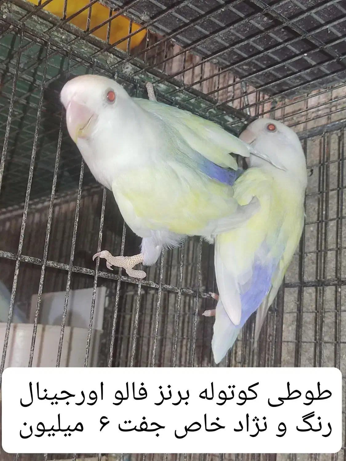 طوطی کوتوله ( برزیلی ) رنگ و نژادهای خاص ..|پرنده|بابل, |دیوار