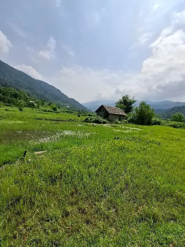 ۴هکتار زمین بکر، چسبیده به جنگل و رودخانه مطمئن|فروش زمین و ملک کلنگی|رشت, لاکان|دیوار