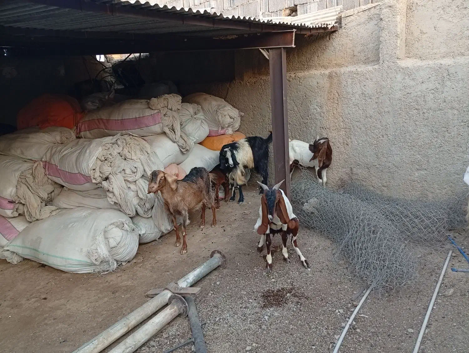 بز دوقلوزا|حیوانات مزرعه|برازجان, |دیوار