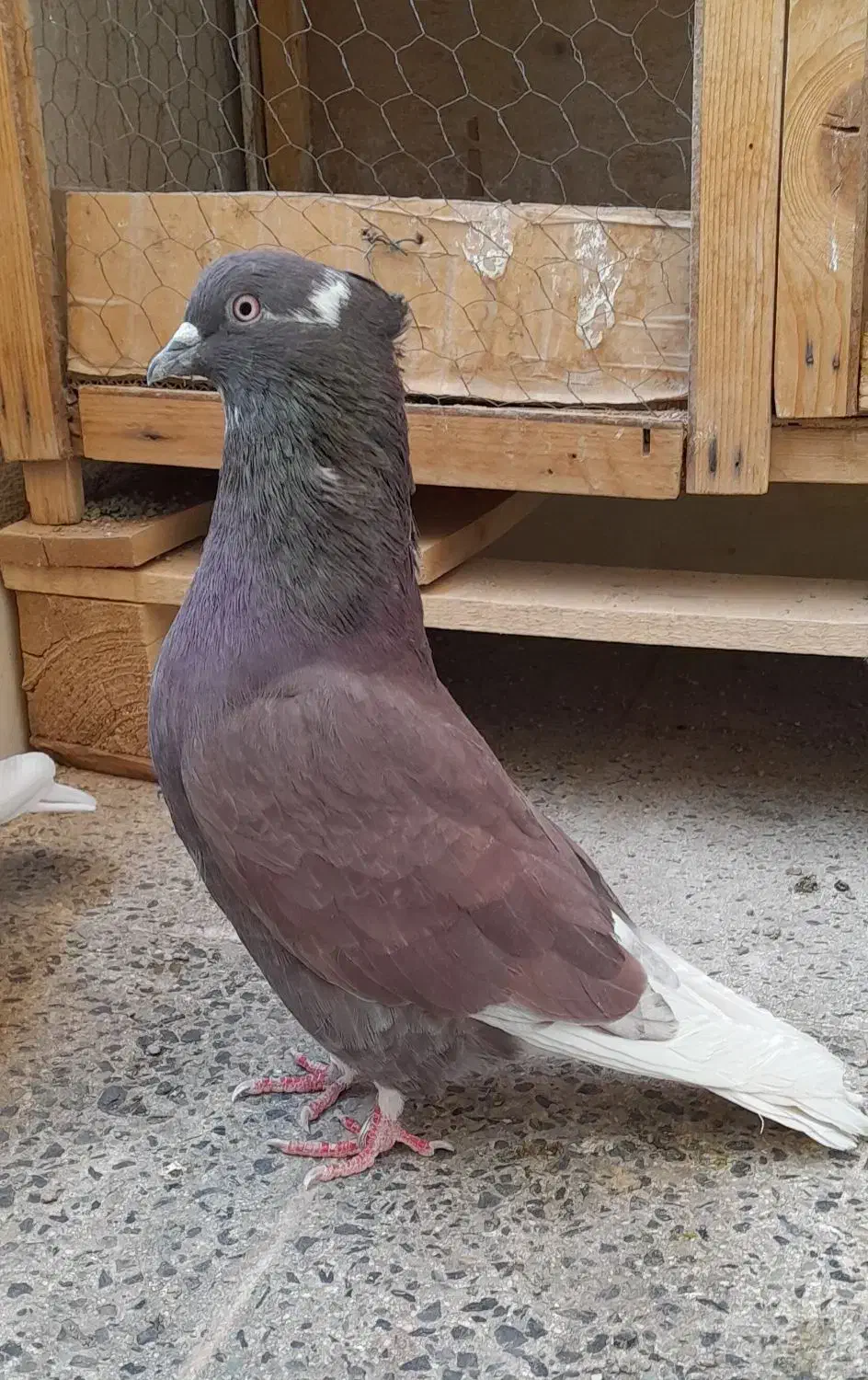 کبوتر نروماده|پرنده|ساوه, |دیوار