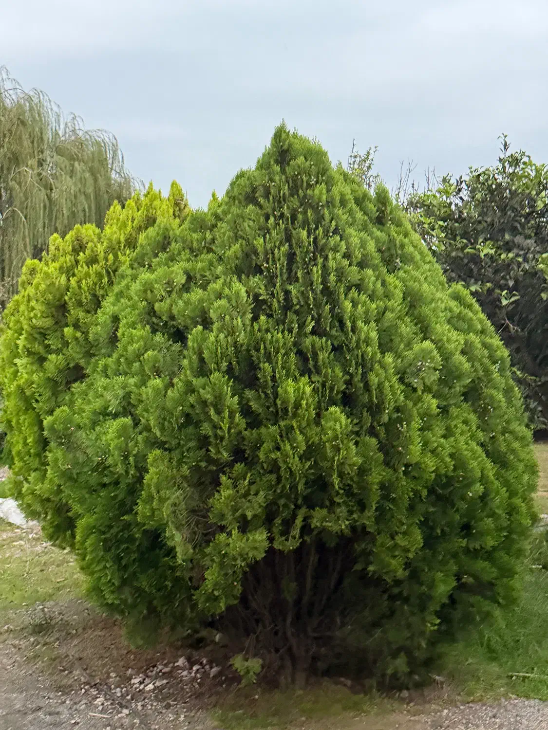 فروش سرو خمرهای ، درختچههای زینتی|گل و گیاه طبیعی|سرخرود, |دیوار