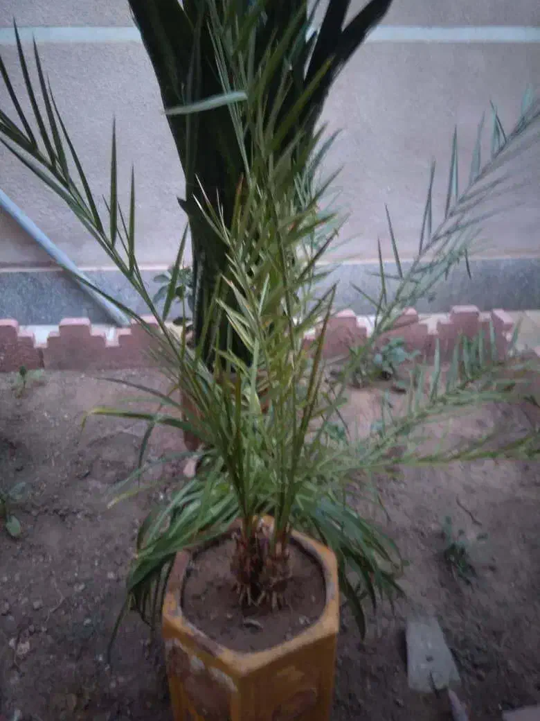 گل با گلدان بزرگ سفالی|گل و گیاه طبیعی|اهر, |دیوار