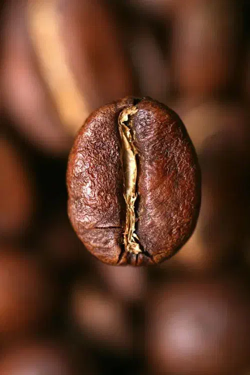 آموزش کافی شاپ / باریستا|خدمات آموزشی|یزد, |دیوار