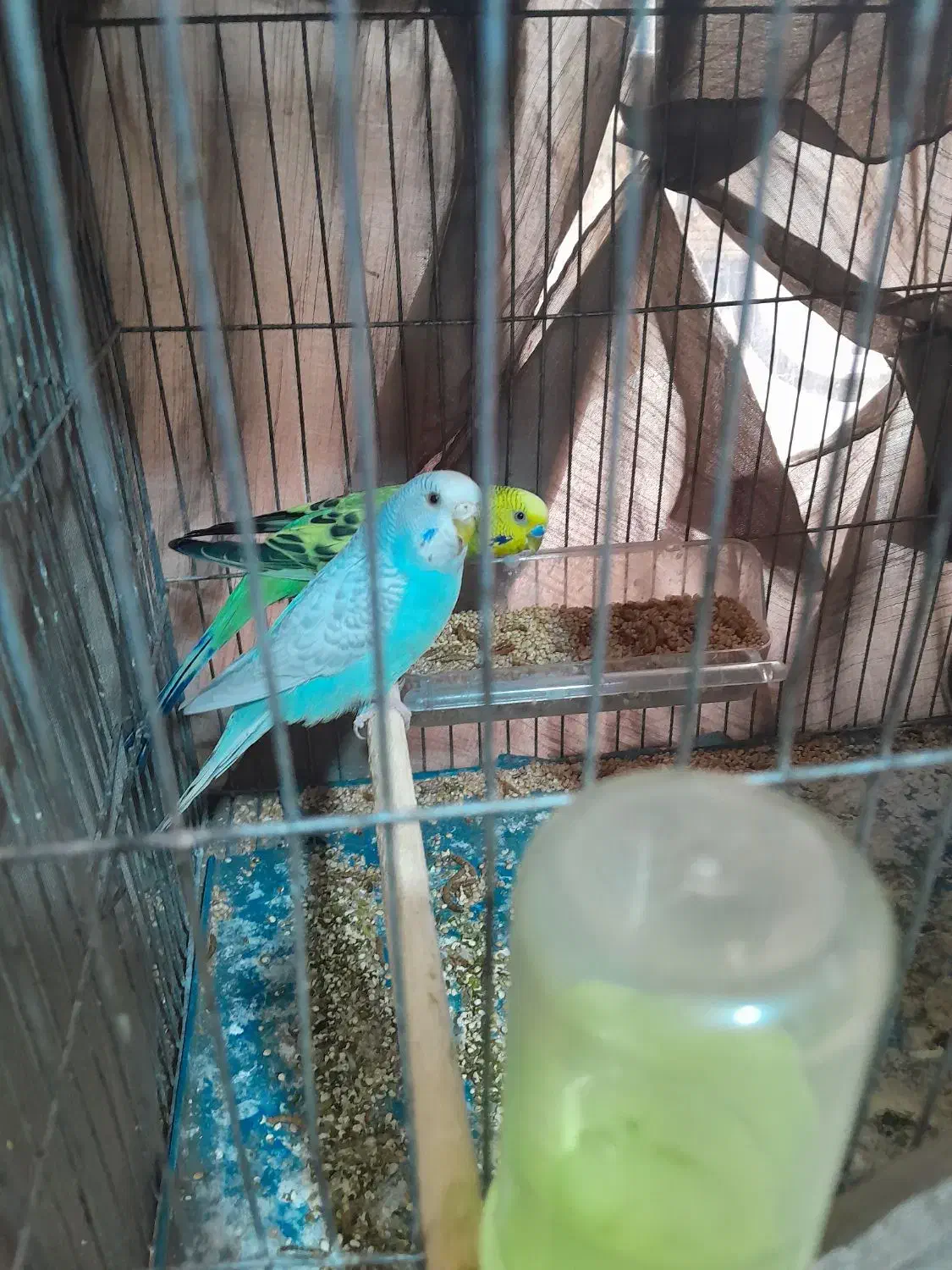 سلام فروش دو عدد مرغ عشق رنگ آبی و سبز خشگل سرحال|پرنده|کرمان, |دیوار