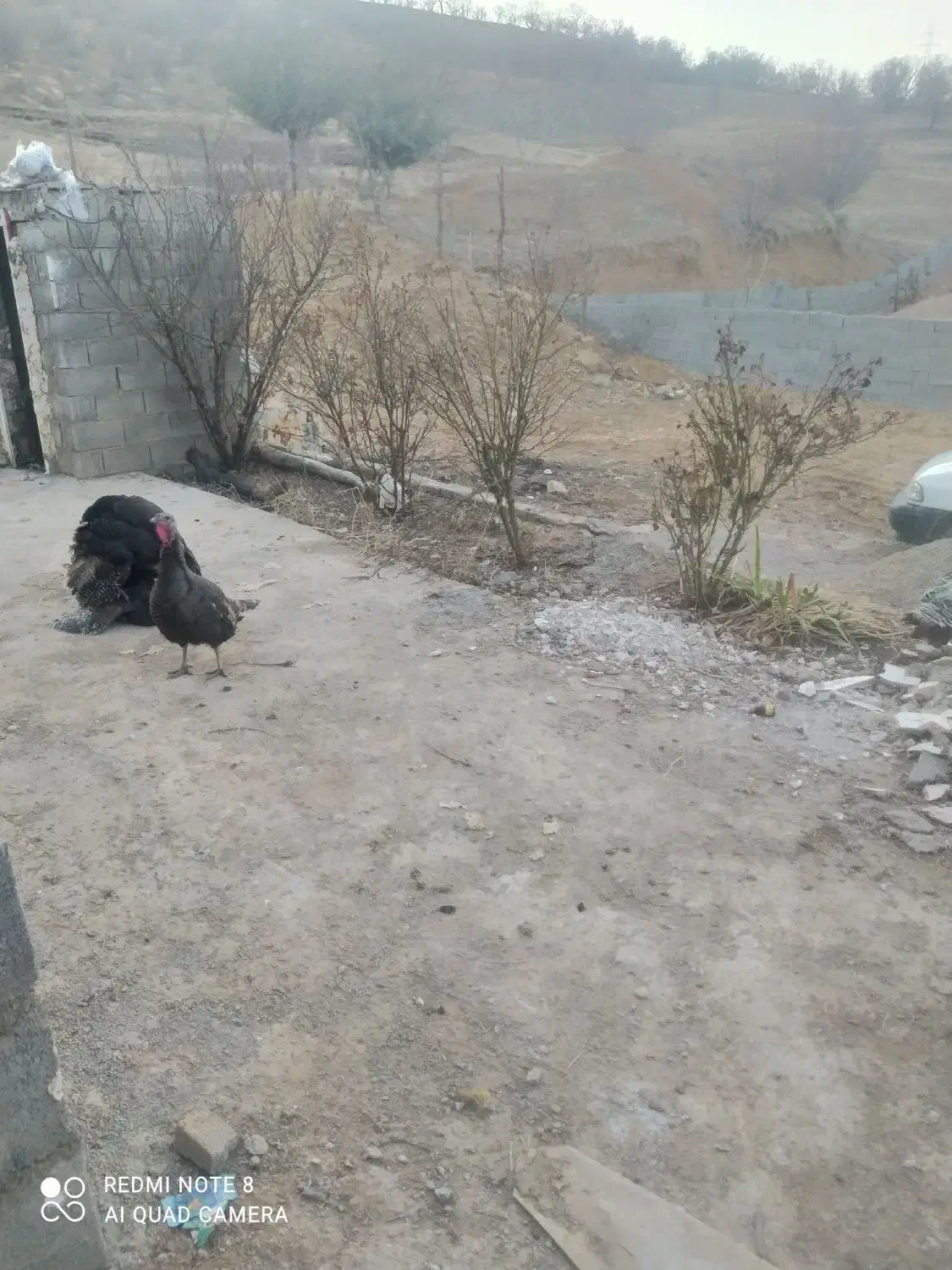 بوقلمون|حیوانات مزرعه|یاسوج, |دیوار