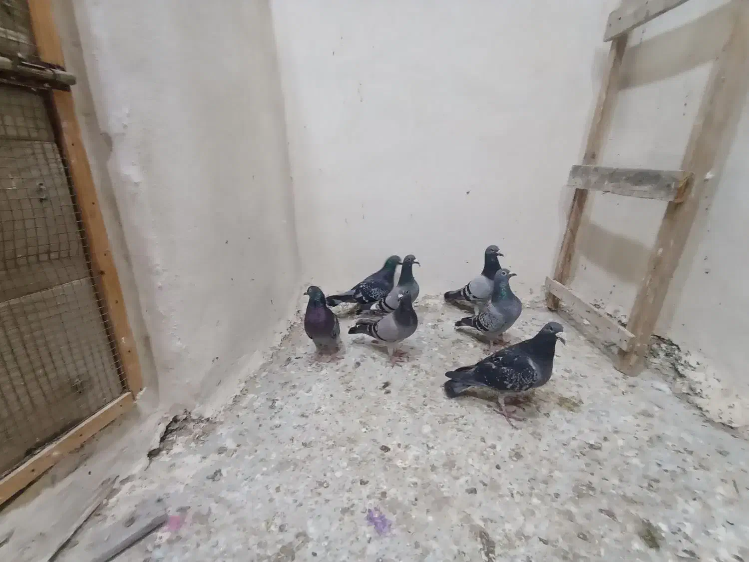 فروش چند عدد نرپر|پرنده|تلنگ, |دیوار