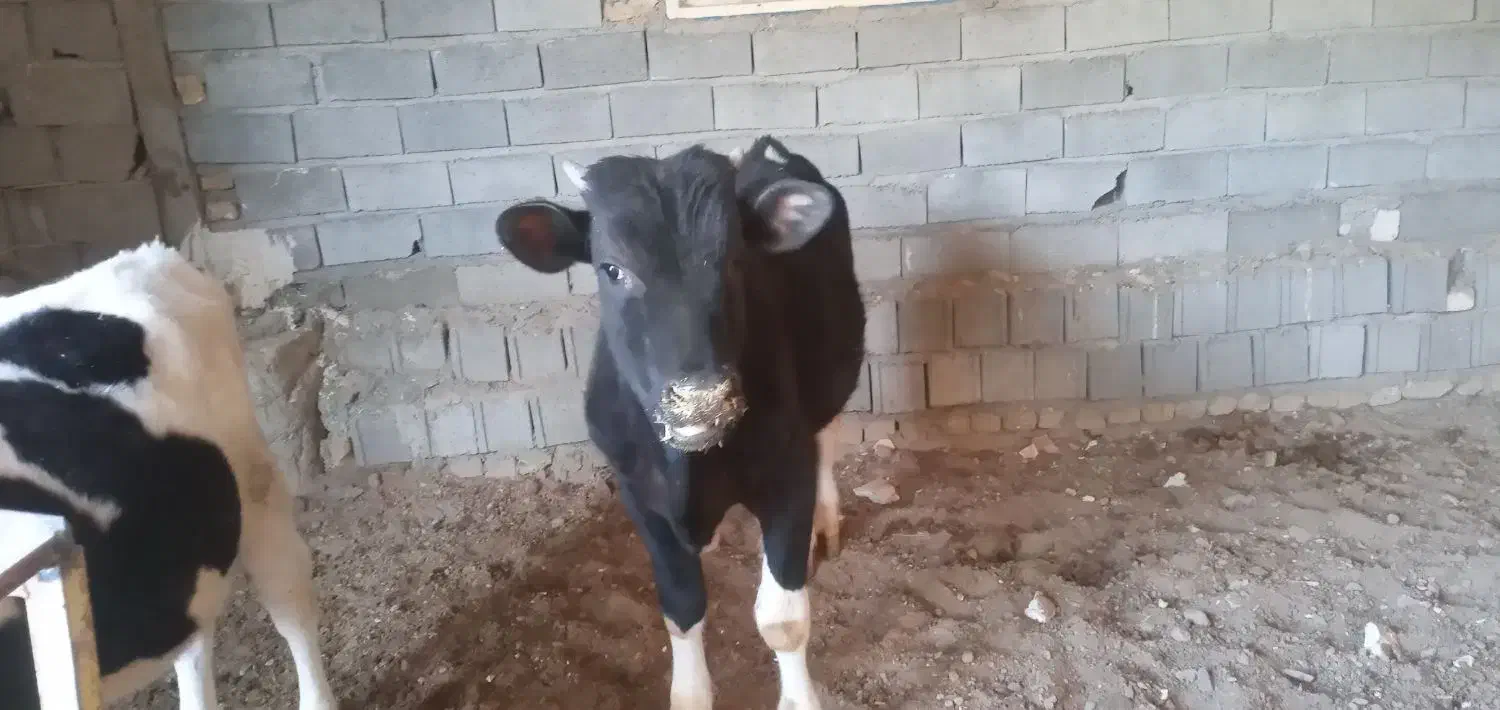 گوساله نر|حیوانات مزرعه|محمدیه-قزوین, |دیوار