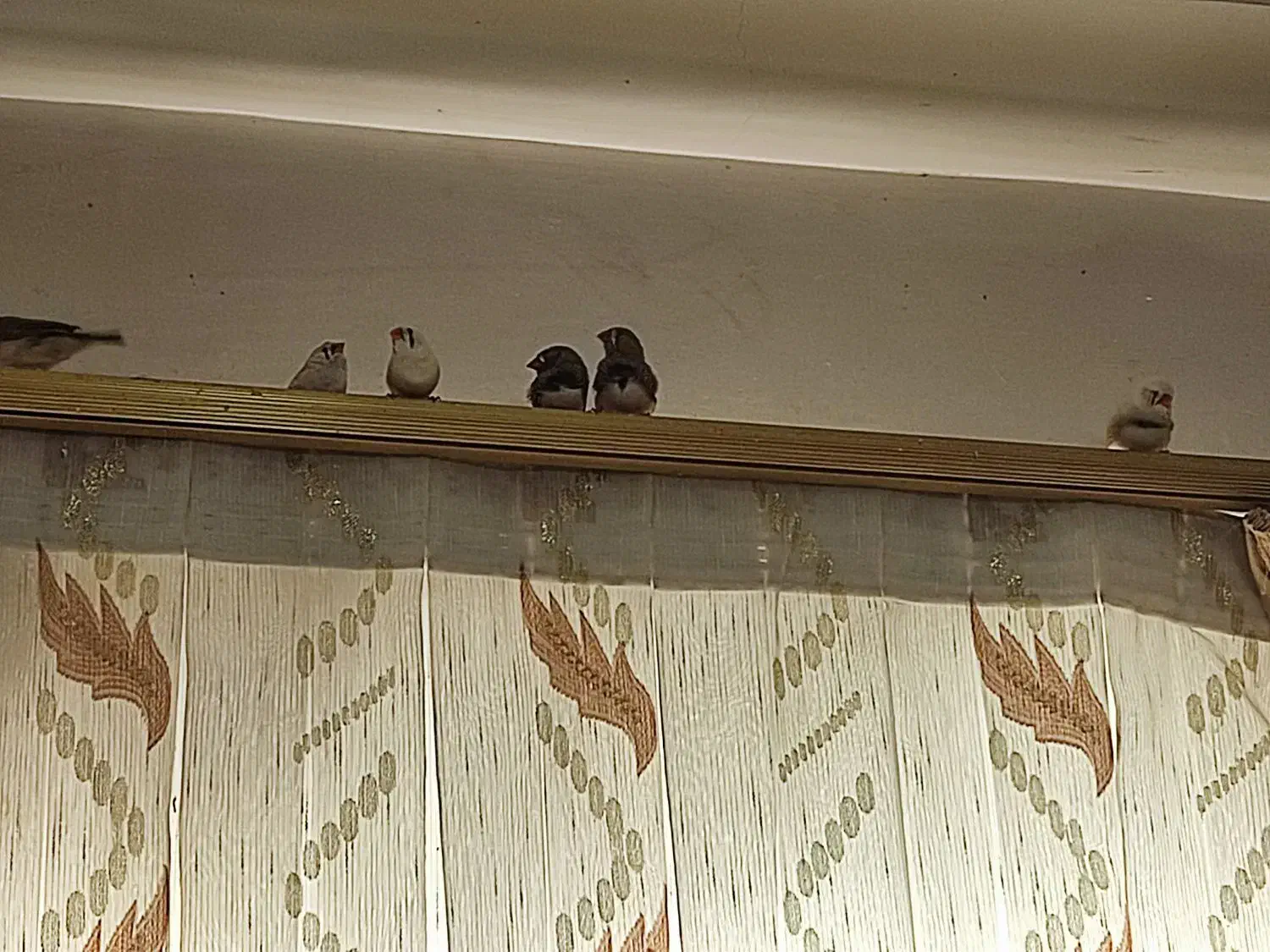 8عدد فنچ زبرا نر و ماده|پرنده|بجنورد, |دیوار