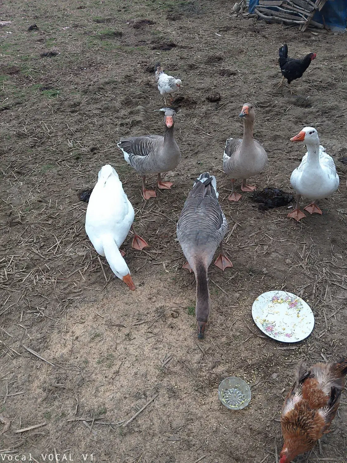 شش عدد غاز محلی جوان|پرنده|تالش, هشتپر|دیوار