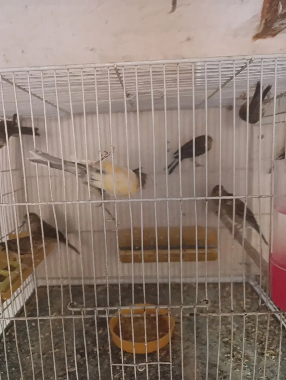 قناری|پرنده|فریمان, |دیوار