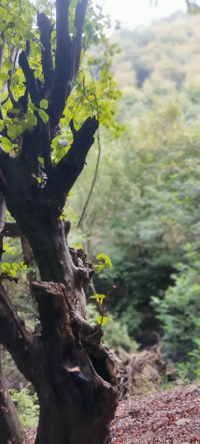 اجاره روزانه اقامتگاه  همرا با اتاق و سوئیت|اجارهٔ کوتاه‌مدت آپارتمان و سوئیت|رستم‌آباد, |دیوار