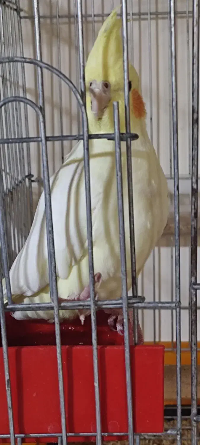 عروس هلندی|پرنده|سمیرم, |دیوار