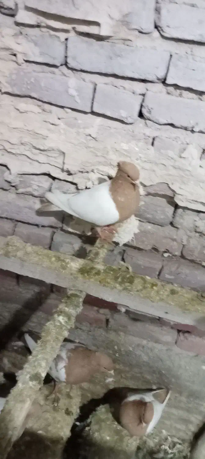 کبوتر|پرنده|تبریز, |دیوار