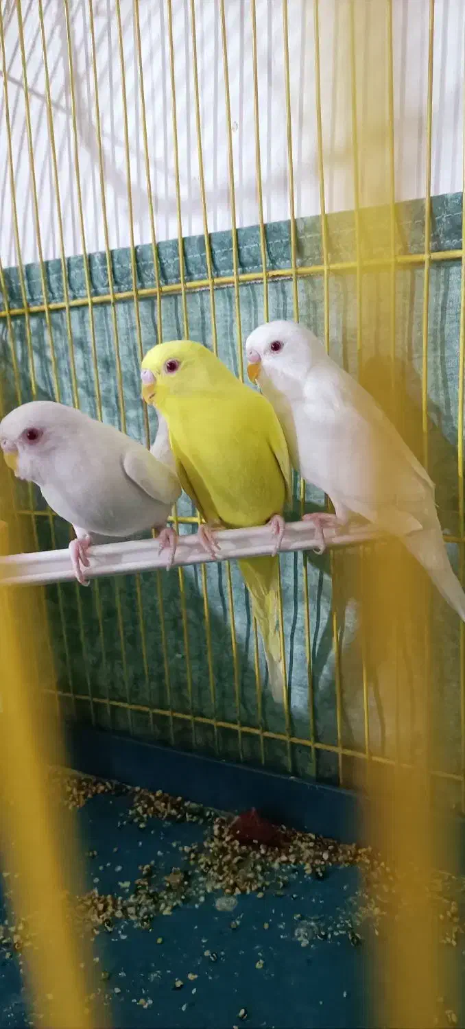 مرغ عشق هلندی|پرنده|مرودشت, ژیان|دیوار