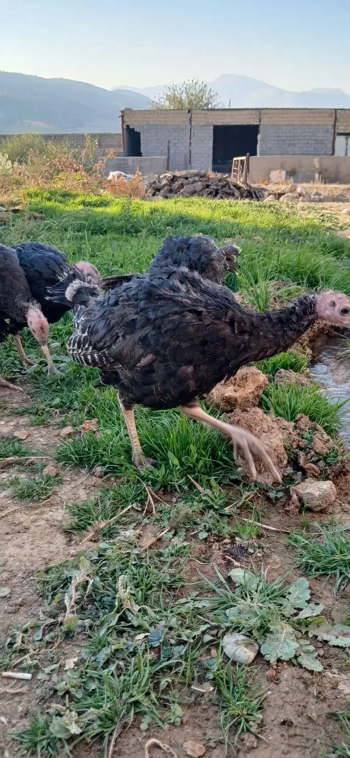 بوقلمون برنز نر|حیوانات مزرعه|چگنی, |دیوار