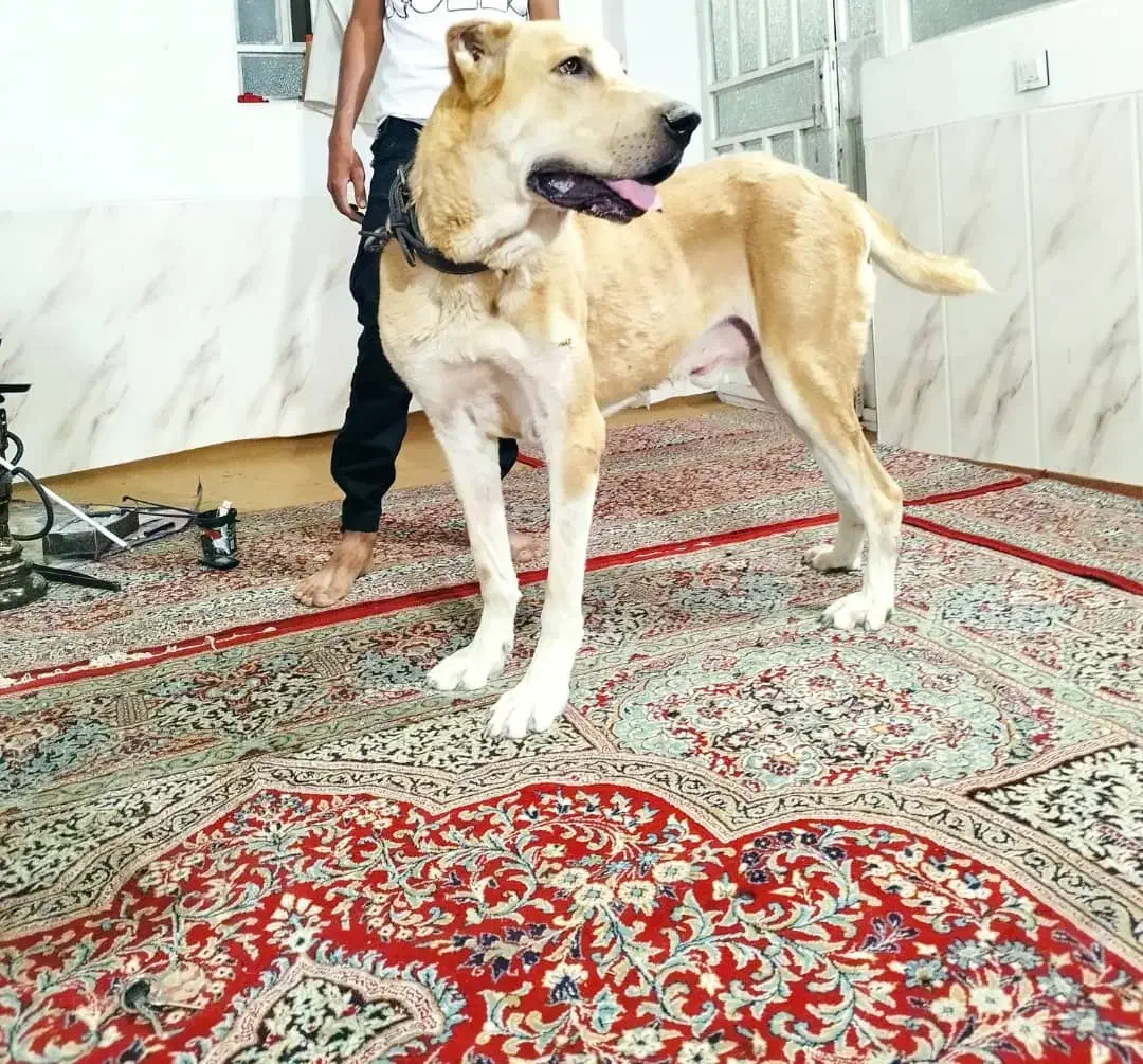 واگزاری سگ افغان|سگ|بافق, |دیوار