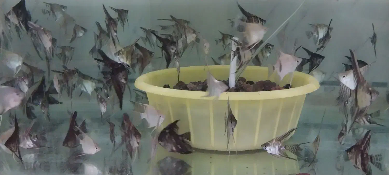 تولید و تکثیر انواع ماهی های زینتی|ماهی|بروجرد, |دیوار