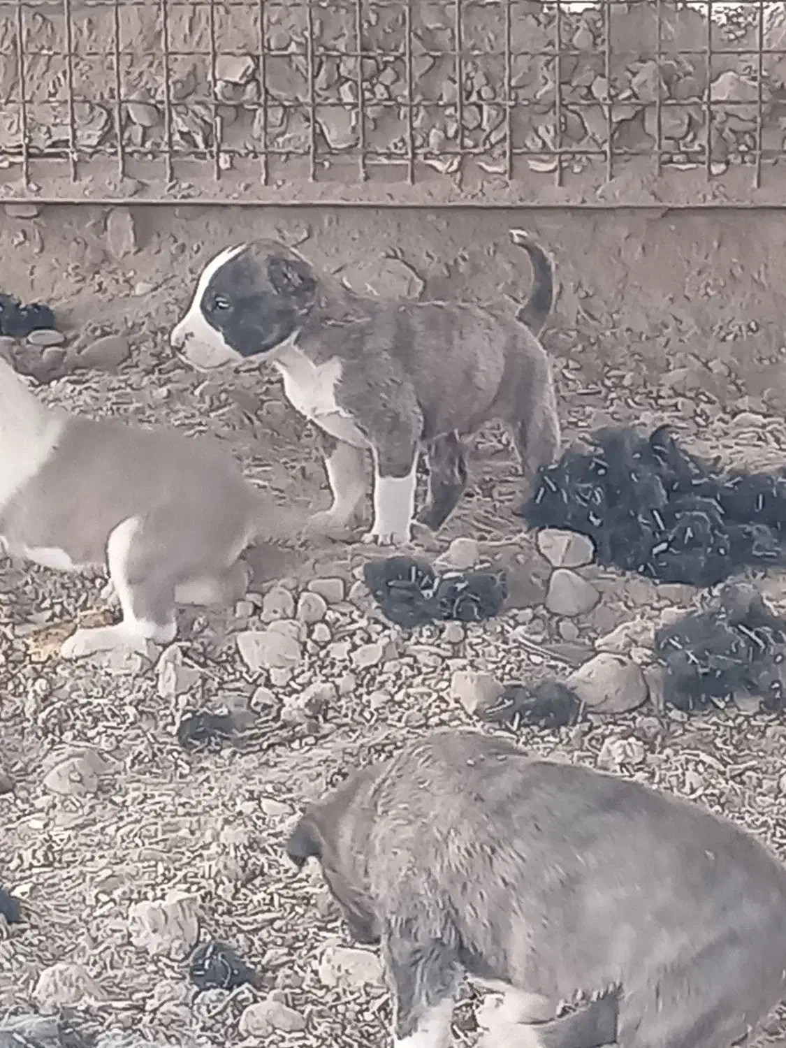 سگ دل|سگ|مشهد, پایگاه شکاری|دیوار