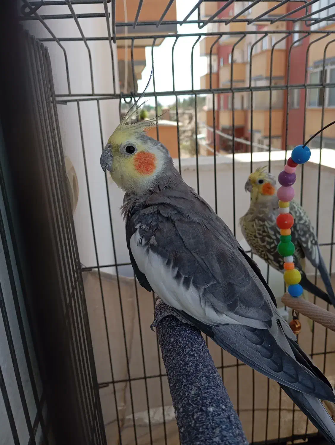 عروس هلندی|پرنده|محمدشهر, شهرک پیام (مهرالبرز)|دیوار