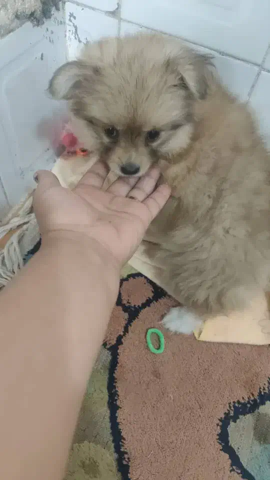 حیوان|حیوانات|آبادان, |دیوار