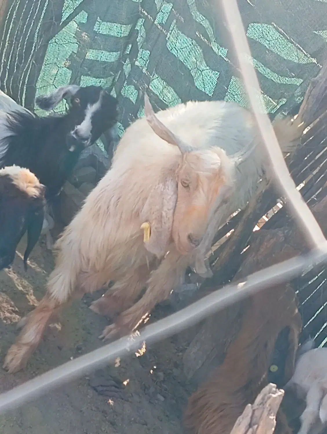 فروش بزغاله نر|حیوانات مزرعه|کهنوج, |دیوار