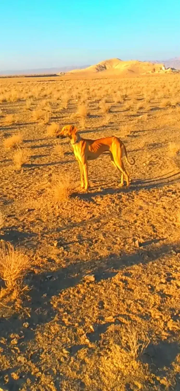 تازی کوسه|سگ|زیرکوه, |دیوار