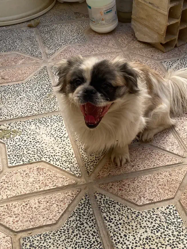 نژاد سگ سوپر فلت|سگ|یزد, |دیوار