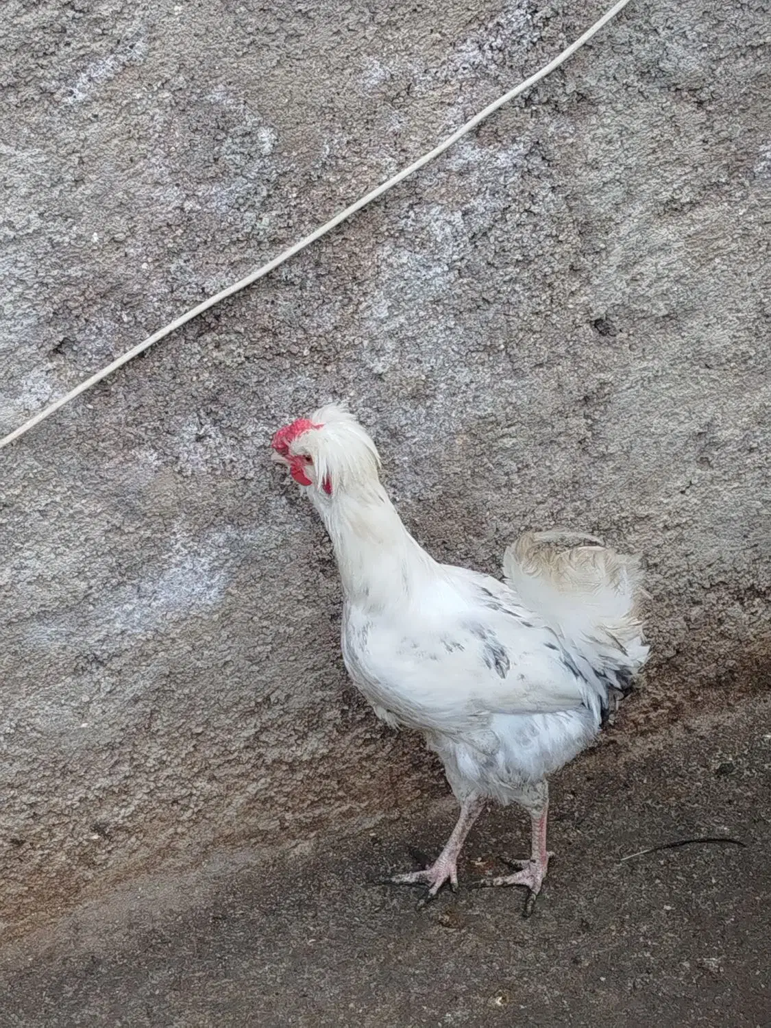 دو عدد خروس گلین مشکی و طوسی|حیوانات مزرعه|ارطه, |دیوار