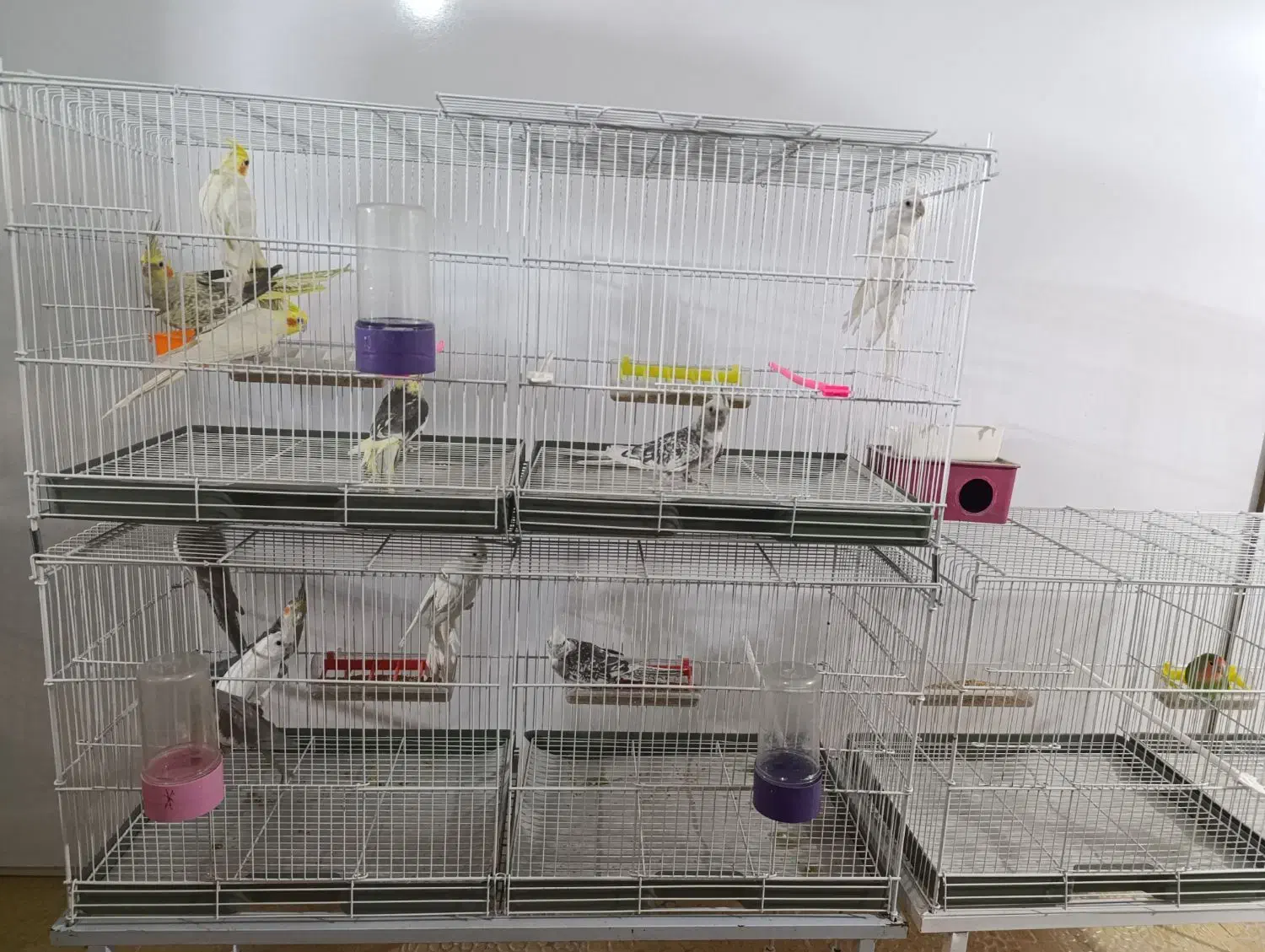 پت شاپ پرندگان ترینو ،جفت مولدوجوجه سری لاکی عروس|پرنده|فسا, |دیوار