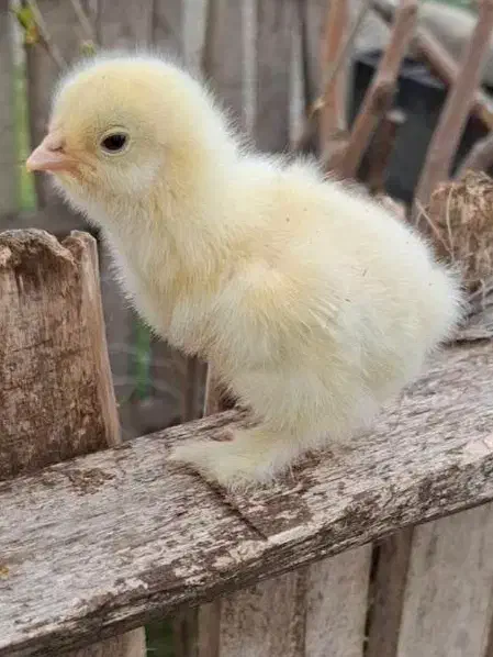 جوجه برهما ۱۰ روزه|حیوانات مزرعه|رامیان, |دیوار