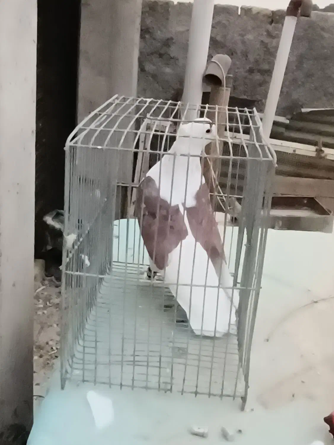 کبوتر دوکت|پرنده|فلاورجان, |دیوار