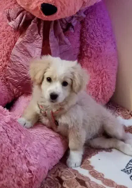 پامر اشپیتز واکسن زده،شناسنامه دار|سگ|مشهد, رستگار|دیوار