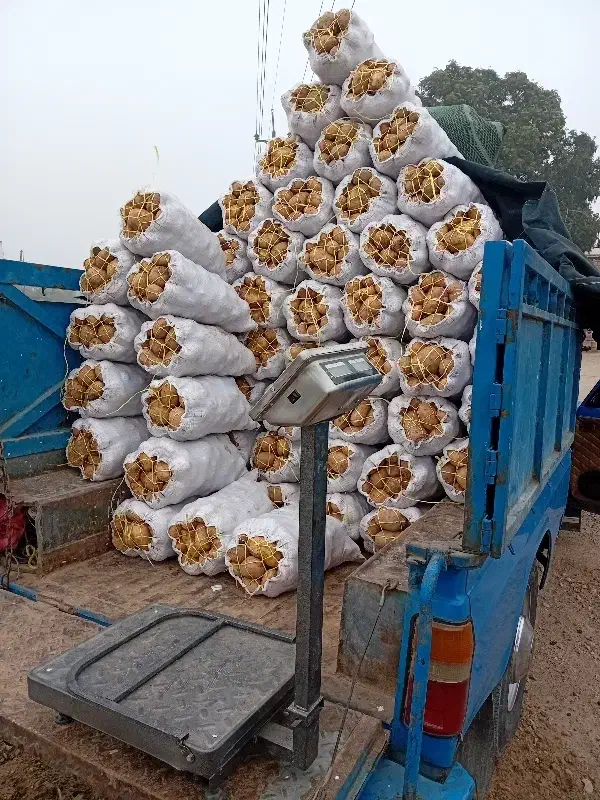 سیب زمینی|حراج|امام, |دیوار